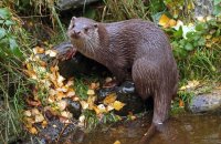 (iii) European Otter (Lutra lutra lutra)