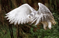 Snowy Owl (Bubo scandiacus)
