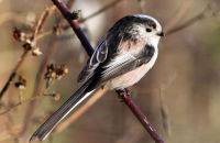 Long-tailed Tit (Aegithalos caudatus) 4