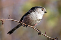 Long-tailed Tit (Aegithalos caudatus) 3