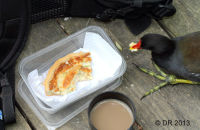 Moorhen lunch break (Gallinula chloropus)