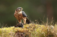 (viii) Merlin (Falco columbarius)