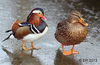 Drake Mandarin (Aix galericulata) with female Mallard (Anas platyrhynchos) 2 'Sorry.............You're not my type!'