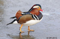 Drake Mandarin (Aix galericulata) 1