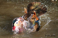 Drake Mandarin bathing (Aix galericulata) 4