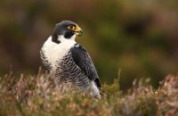 (i) Peregrine Falcon (Falco peregrinus)