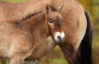 (i) Przewalkski's Wild Horse (Equus caballus przewalski)