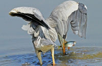 Grey Heron fishing (Ardea cinerea) 8