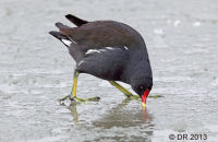 Moorhen drinking melt-water off the ice (Gallinula chloropus)