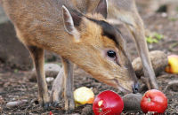 Muntjac feeding on apples (Muntiacus reevesi) 5