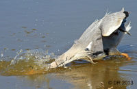 Grey Heron fishing (Ardea cinerea) 9