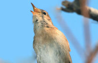 Nightingale singing (Luscinia megarhynchos)