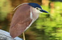 Nankeen Night Heron (Nycticorax caledonicus crassirostris)