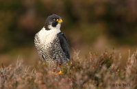 (ii) Peregrine Falcon (Falco peregrinus)