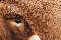 (ii) Przewalkski's Wild Horse (Equus caballus przewalski)