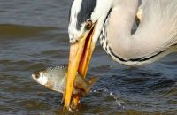 Grey Heron fishing (Ardea cinerea) 10