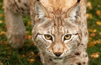 (i) Northern Lynx (Lynx lynx lynx)