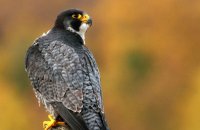 (iii) Peregrine Falcon (Falco peregrinus)