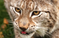 (ii) Northern Lynx (Lynx lynx lynx)