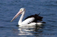 Australian Pelican (Pelecanus conspicillatus) 1