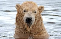(i) Polar Bear (Ursus maritimus) with lunch