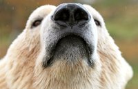 (ii) Polar Bear (Ursus maritimus)...'something smells good'