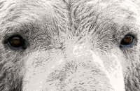 (iii) Polar Bear (Ursus maritimus) 'Polar Ize'