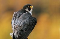 (iv) Peregrine Falcon (Falco peregrinus)