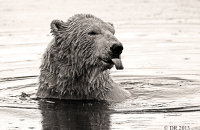 (iv) Polar Bear (Ursus maritimus) Sepia