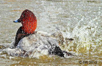 Pochard bathing (Aythya ferina)