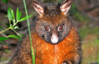 Brush-tailed Possum (Trichosurus vulpecula) Tasmania
