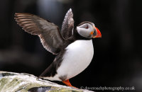 Puffin (Fratercula arctica)
