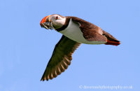 Puffin returning with catch (Fratercula arctica)