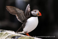 Farne Islands