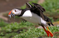Puffin taking off (Fratercula arctica)