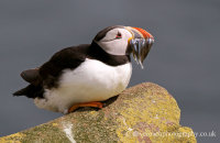 Puffin with Sand eels (Fratercula arctica)