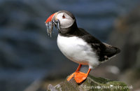 Puffin with Sand eels (Fratercula arctica)