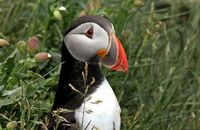 Puffin waiting near its burrow (Fratercula arctica)