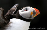 Puffin (Fratercula arctica)