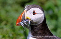 Puffin close up (Fratercula arctica)