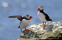 Puffins (Fratercula arctica)