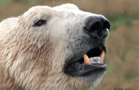 (v) Polar Bear (Ursus maritimus)