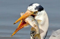 Grey Heron fishing (Ardea cinerea) 12