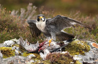 (v) Peregrine Falcon (Falco peregrinus) with pigeon