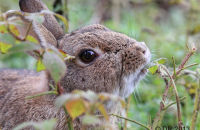 Rabbit nibbling at nettles ( Oryctolagus cuniculus)