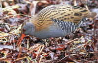 Water Rail searching for food (Rallus aquaticus) 1