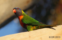 Rainbow Lorikeet (Trichoglossus moluccanus) 1