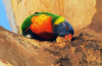 Rainbow Lorikeet drinking water from a eucalyptus tree after rain (Trichoglossus moluccanus) 2
