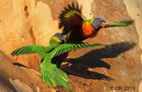 Rainbow Lorikeets fighting (Trichoglossus moluccanus) 3