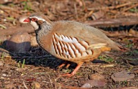 Grouse, Partridges & Pheasants